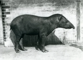 A Brazilian South American Tapir at London Zoo, October 1922